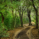 Sand forest habitat.